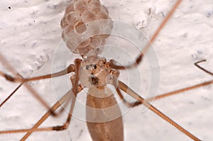 Long-bodied Cellar Spider (Pholcus phalangioides)