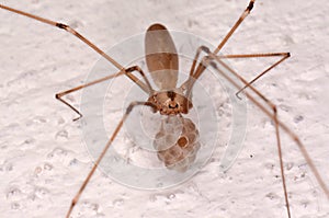 Long-bodied Cellar Spider (Pholcus phalangioides)