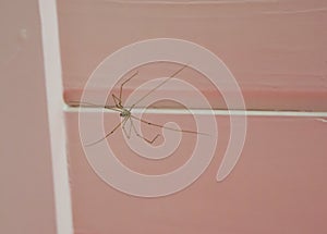 Long bodied cellar spider sitting on the ceiling, a cannibalistic insect that will eat its own kind when food is scares