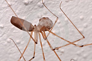 Long-bodied Cellar Spider (Pholcus phalangioides)