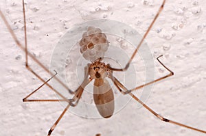 Long-bodied Cellar Spider (Pholcus phalangioides)
