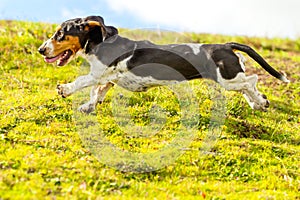 Long Body Construction Of A Basset Dog