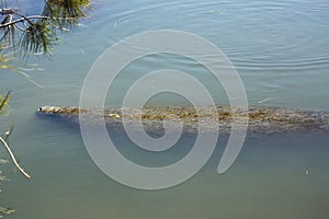 Long body of a manatee swimming at Merritt Island, Florida.
