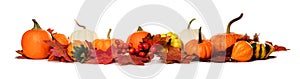 Long border of pumpkins, gourds and fall leaves on white