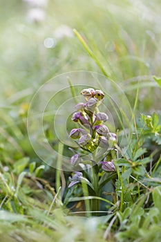 Long-bract Frog Orchid - Coeloglossum viride