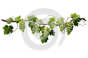 Long branch full of grape leaves and green grapes on a transparent background