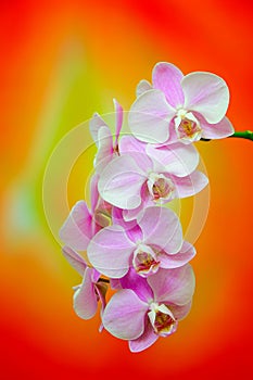 Long branch of phalaenopsis blume pink orchids with abstract background