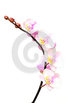 Long branch of phalaenopsis blume pink orchids on white background