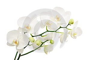 Long branches of bouquet delicate white orchid