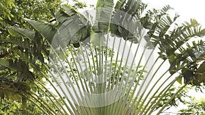 Long branches of palm trees in the form of a fan