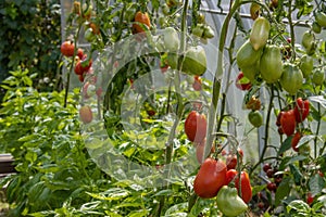 Long branches of tomato bushes with ripe juicy multi-colored tomatoes hanging on cords in a greenhouse