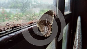 Long branded bushbrown or mycalesis visala, brown butterfly on window, close up picture.