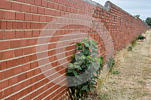 Long Brick Wall With Shrub