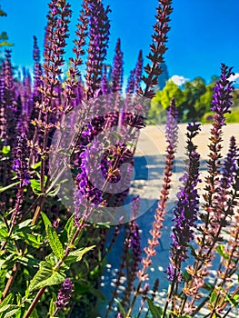 Long bright purple flowers