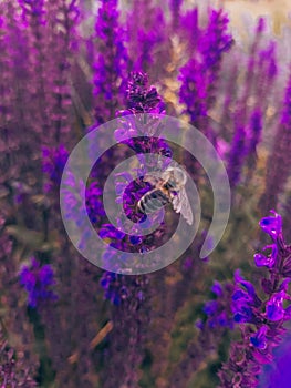 Long bright purple flowers