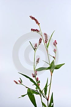 Long-bristled Smartweed Oriental Lady`s-thumb Polygonum caespitosum wild flower isolated on white