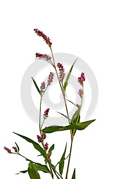 Long-bristled Smartweed Oriental Lady`s-thumb Polygonum caespitosum wild flower isolated on white