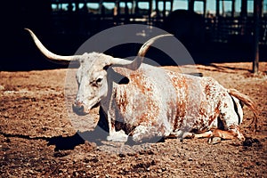Long buffalo horn in Texas photo
