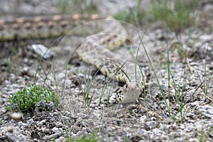 A long bull snake at mammoth springs in a horizontal picture while the snake is crawling on lava rocks and  hunting mice and frogs