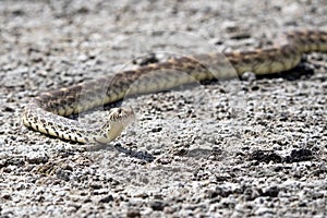 A long bull snake at mammoth springs in a horizontal picture while the snake is crawling on lava rocks hunting mice and frogs