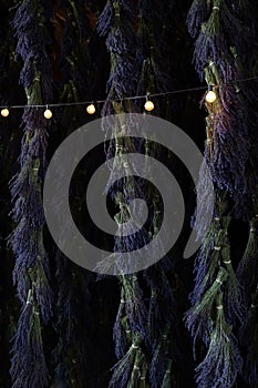 Long Bunches of Purple Lavender Hanging to Dry with String Lights