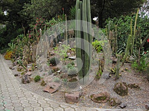 Long Cacti