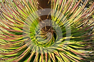 The spiral base of a Dasylirion wheeleri plant photo