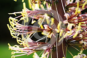 Close-up of the beautiful flowers of a Dasylirion wheeleri cacti photo