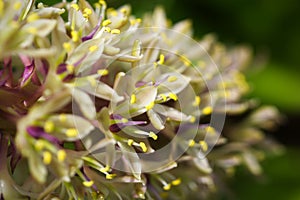 Close-up Dasylirion wheeleri flowers in full bloom photo