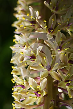 Beautiful macro of the white and purple flowers of a Dasylirion wheeleri  cactus photo