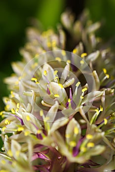 Downwards view of the flowers of a Dasylirion wheeleri cactus photo