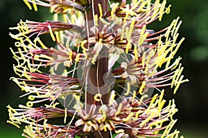 A close-up of the pollen stems of a Dasylirion wheeleri cacti photo