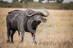 A long cape buffalo, known as a general, acting aggressively in the savannah