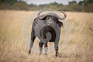 A long cape buffalo known as a general acting aggressively toward us