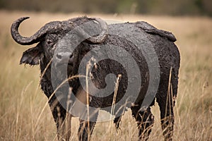 A long cape buffalo known as a general acting aggressively toward us