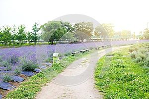 A long chair in flowers garden beautiful for sit look at a lavender garden in springfield at Japan