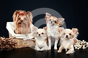 Long coat chihuahua and Yorkshire terrier