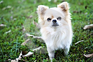 Long Coat White and Cream Applehead Chihuahua Dog