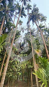 Long Coconut tree at sea