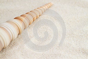 Long cone spiral shape beige and light brown color seashell lying on the sandy beach in corner view for macro vacation wallpaper