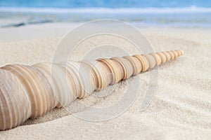 Long cone spiral shape beige and light brown color seashell lying on the sandy beach with sea or ocean waves background for macro