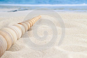 Long cone spiral shape beige and light brown color seashell on the sandy beach with sea or ocean waves background for macro