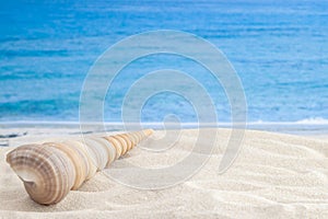 Long cone spiral shape beige and light brown color seashell on the sandy beach with sea or ocean waves background for vacation