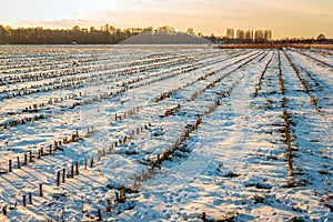 Long converging rows of corn stubble in the snow