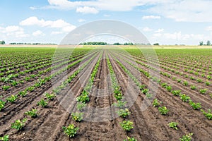 Long converging rows with young Celeriac plants on a wet field