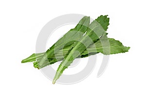 Long coriander leaves, culantro on white background