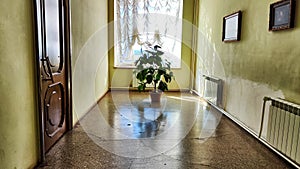 A long corridor with a window, white walls and a large potted flower on the floor with a reflection. Design and Details