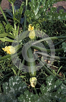 COURGETTE