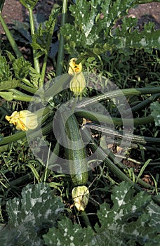 LONG COURGETTE OR ZUCCHINI cucurbita pepo WITH FLOWER, VEGETABLE GARDEN