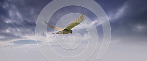 Long cover of a Kestrel bird of prey hovers against a dramatic sky with colorfull blue and purple clouds, hunting for